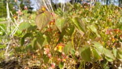 Epimedium pubigerum 'Orange Königin' Kõrge haldjatiib (epimeedium)